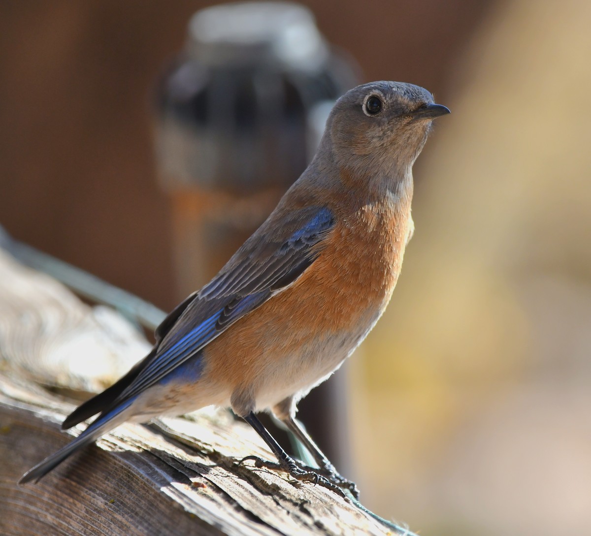 Western Bluebird - ML628144532