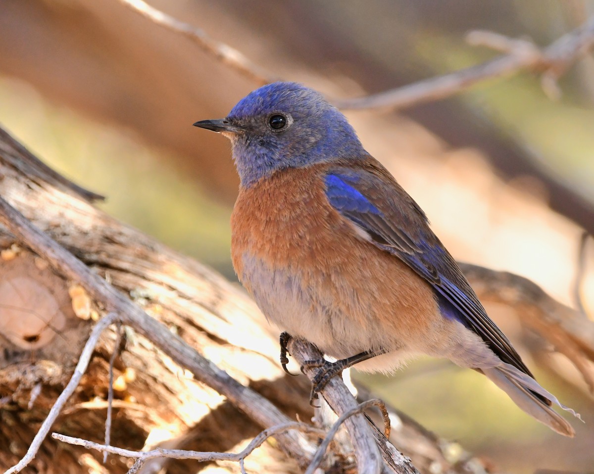 Western Bluebird - ML628144533