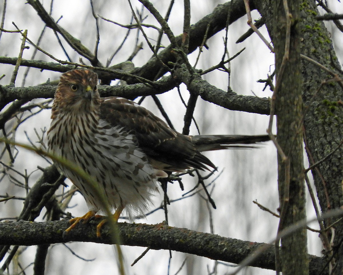 Cooper's Hawk - ML628144630