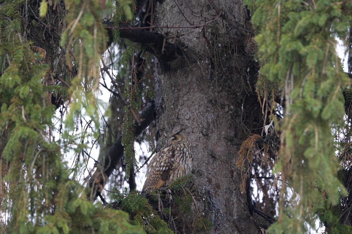 Long-eared Owl - ML628144754