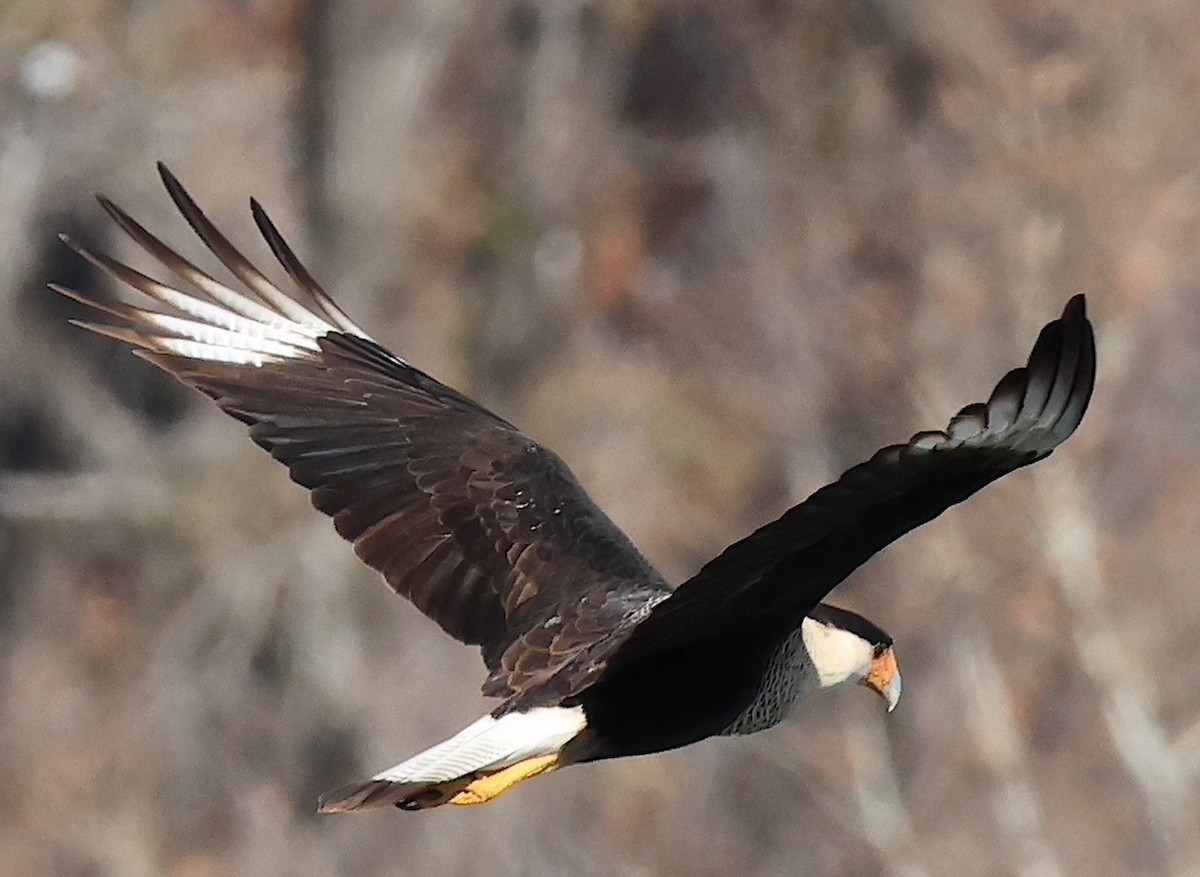 Crested Caracara - ML628144808