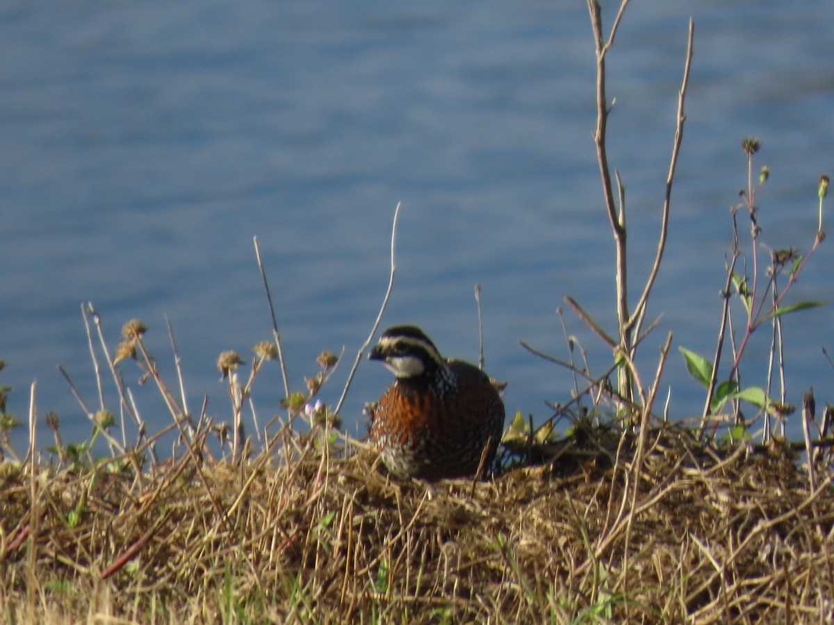 Northern Bobwhite - ML628144985