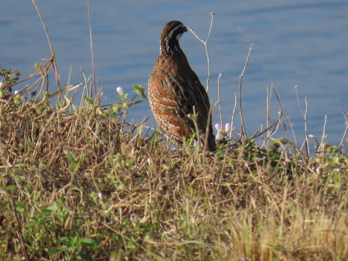 Northern Bobwhite - ML628144986