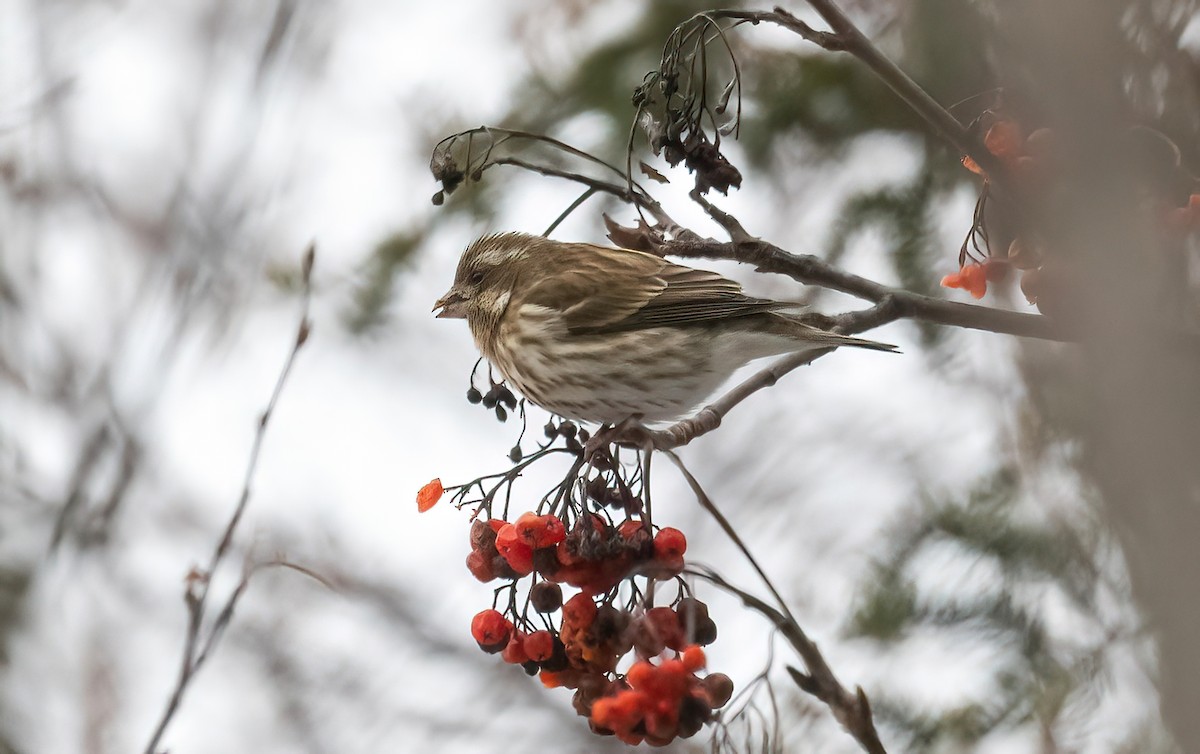 Purple Finch - ML628145071