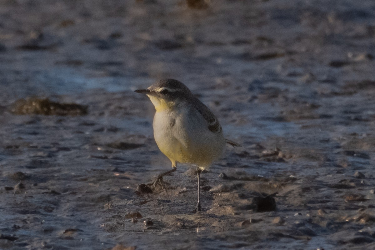 Eastern Yellow Wagtail - Pau Castell