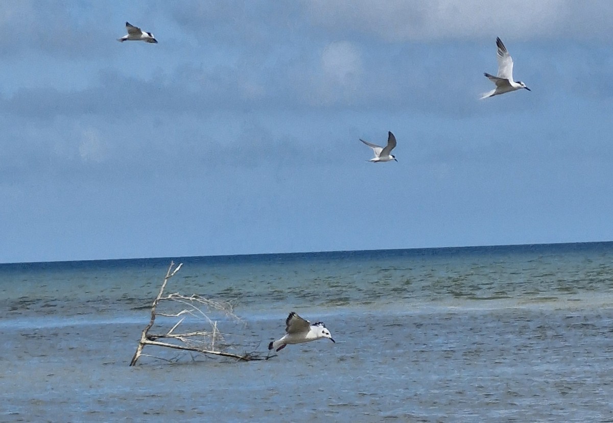 Bonaparte's Gull - ML628145096