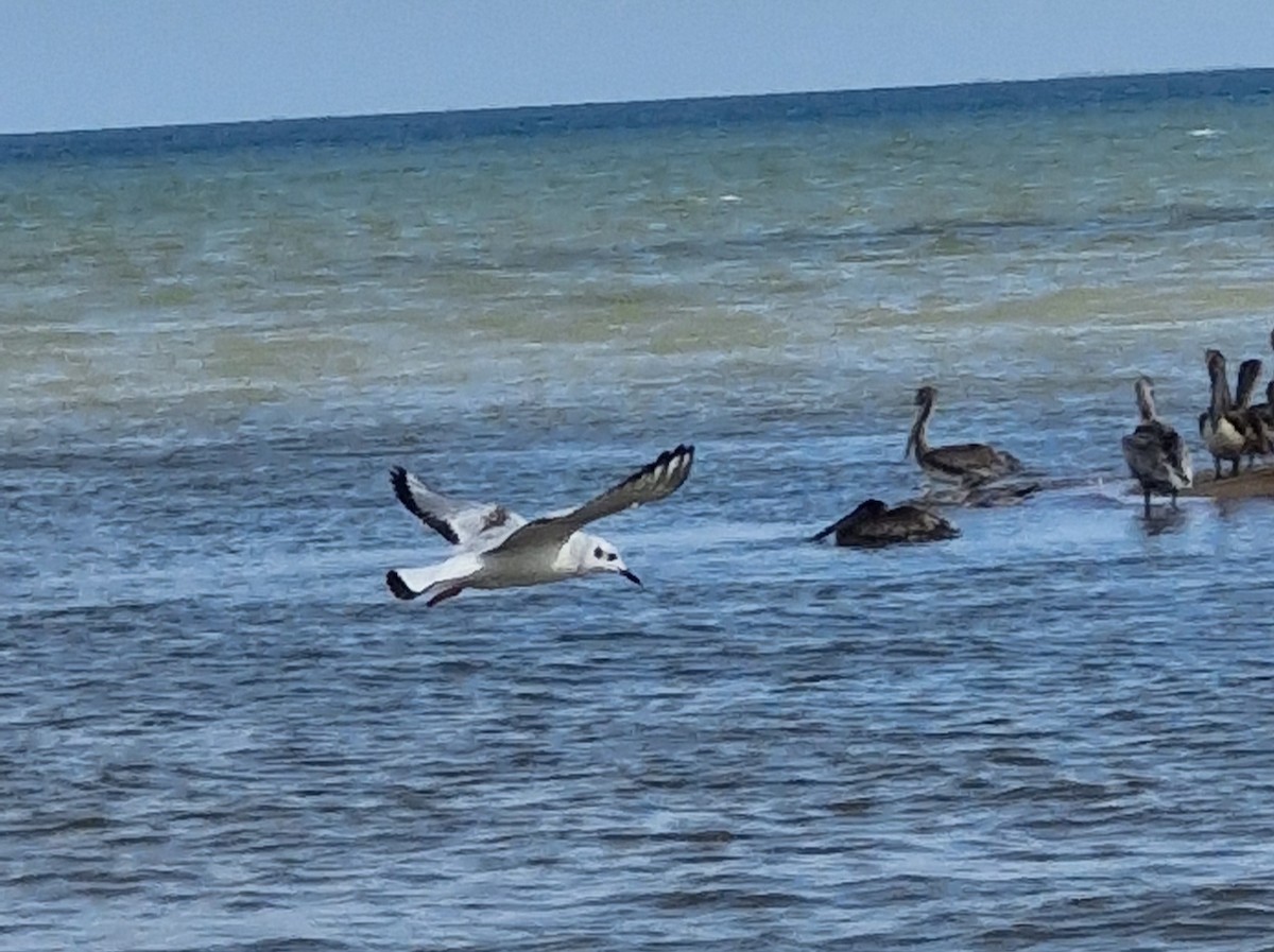 Bonaparte's Gull - ML628145097