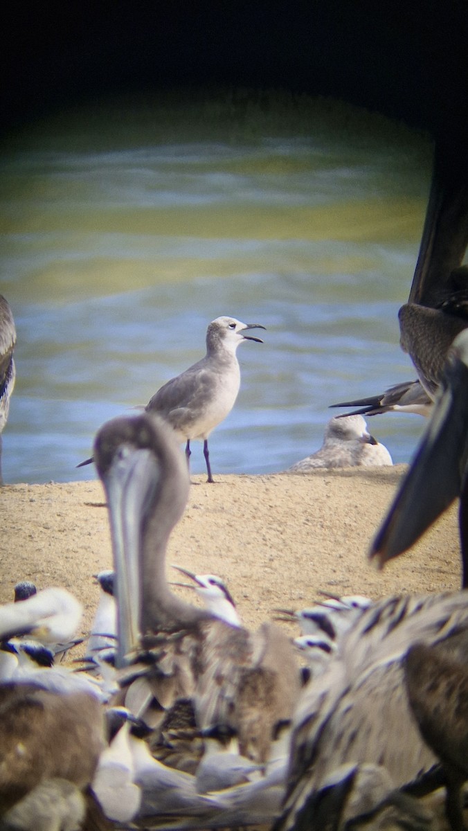 American Herring Gull - ML628145192