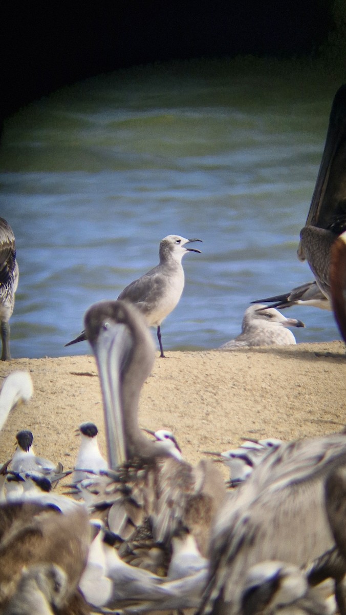 American Herring Gull - ML628145193