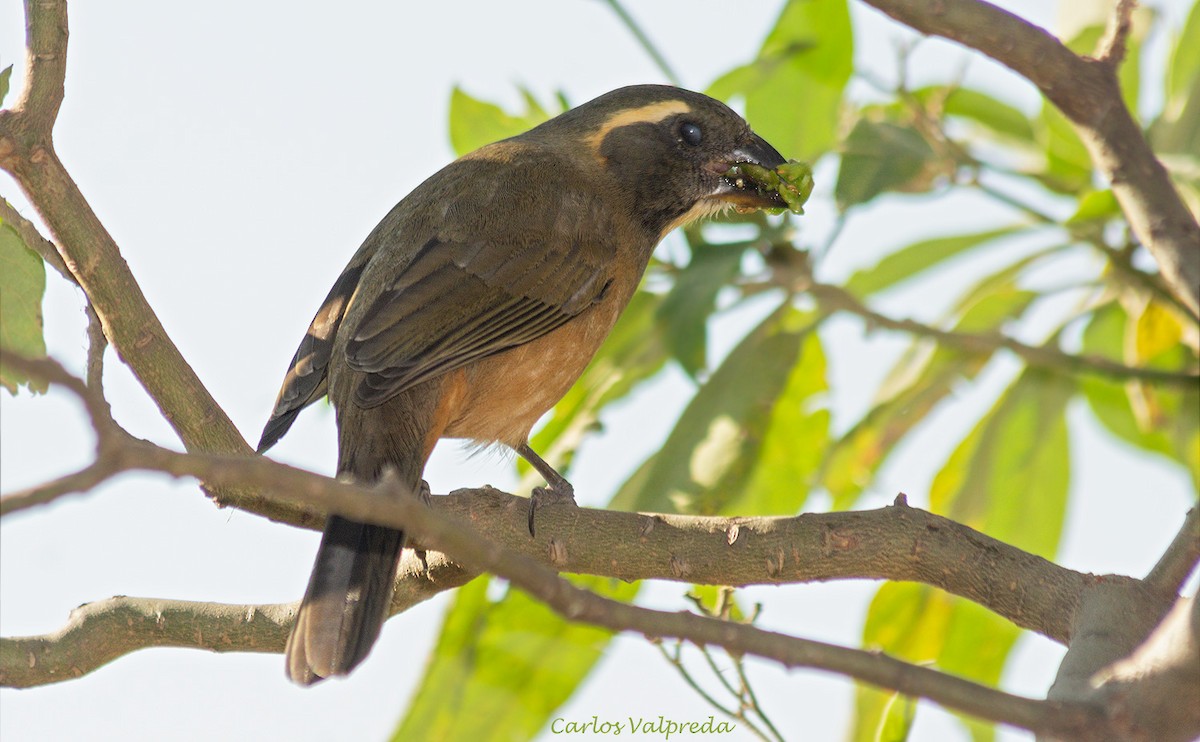 Golden-billed Saltator - ML628145219