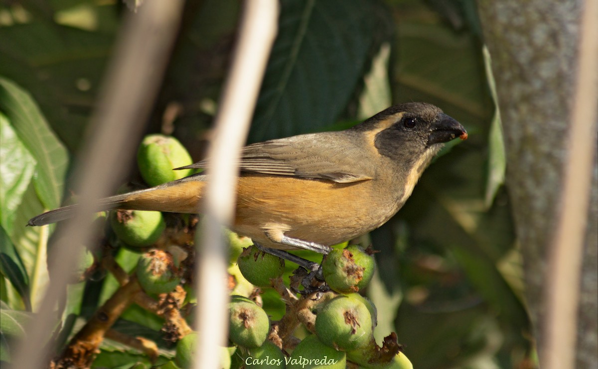 Golden-billed Saltator - ML628145222