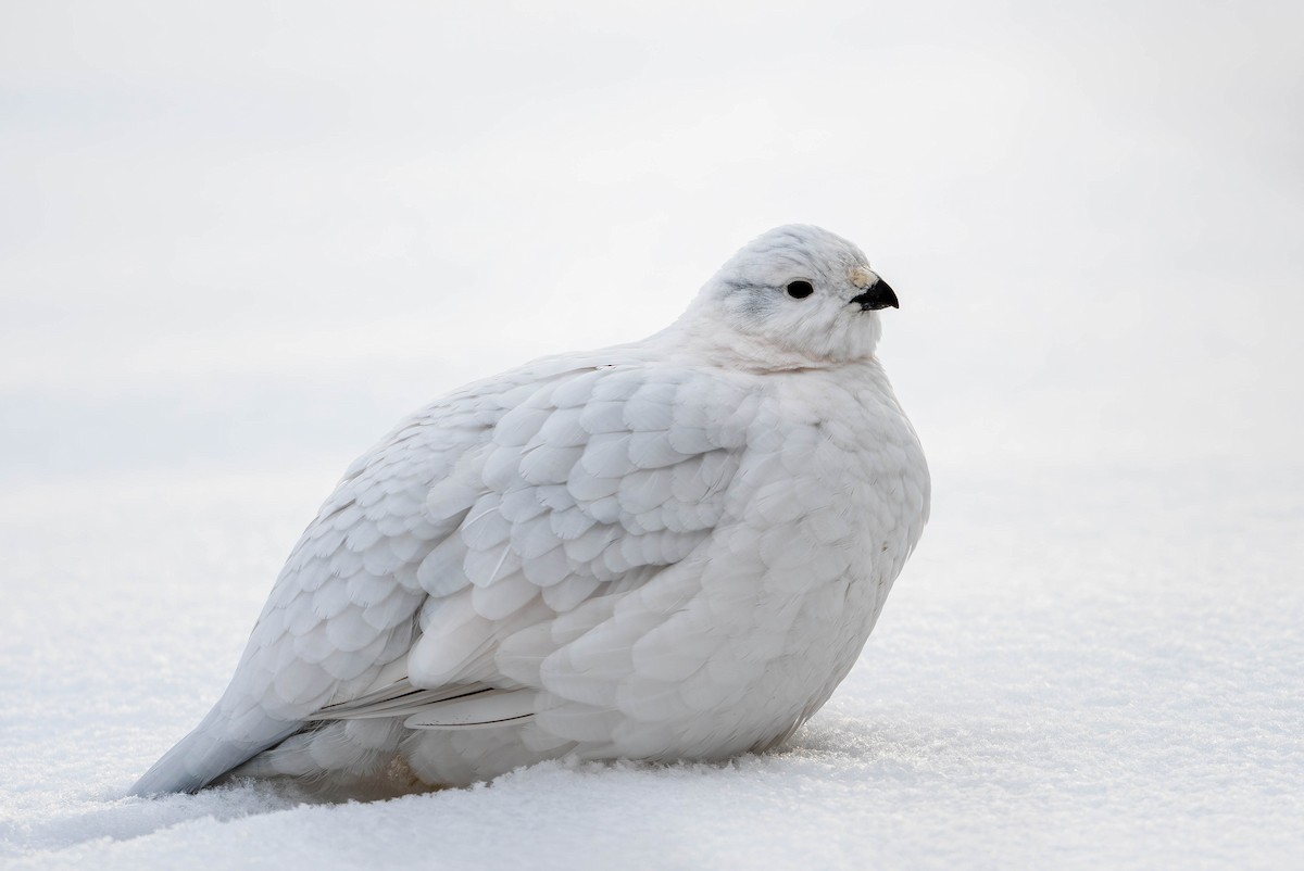 Willow Ptarmigan - ML628145232