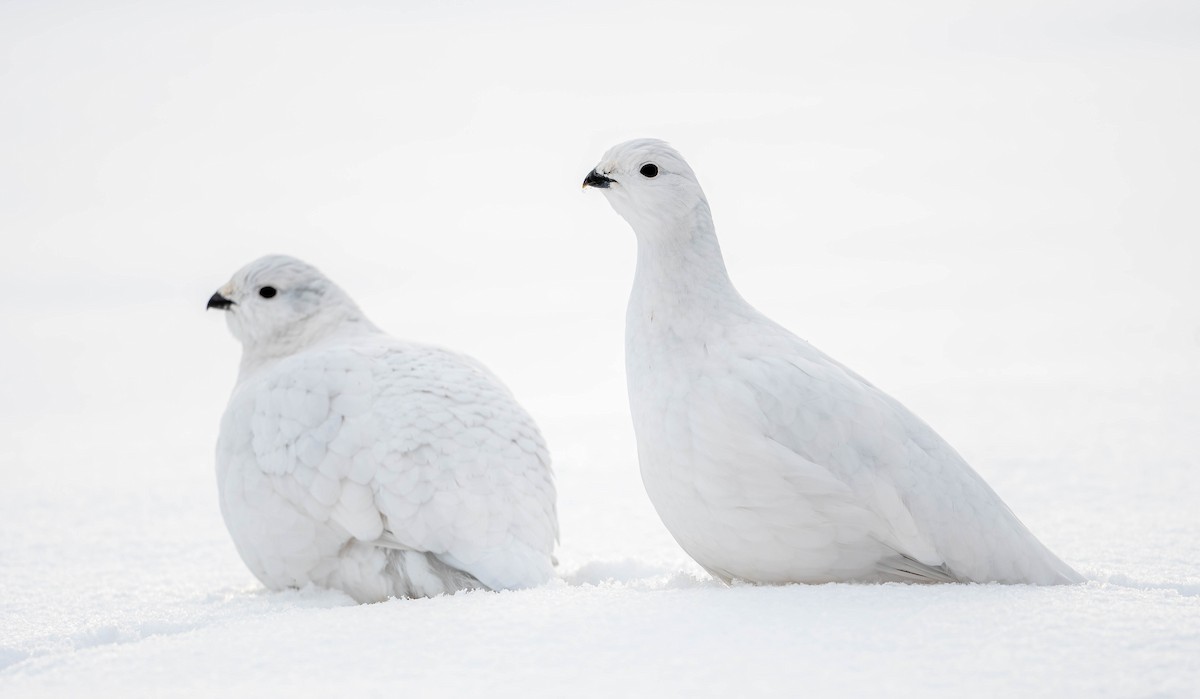 Willow Ptarmigan - ML628145238