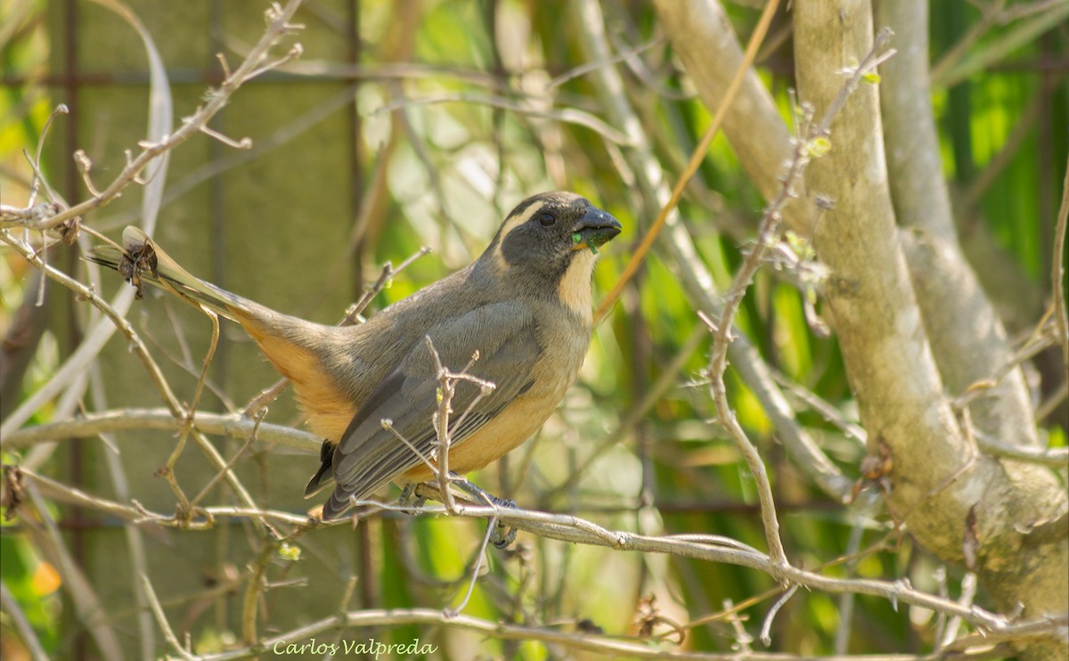 Golden-billed Saltator - ML628145239