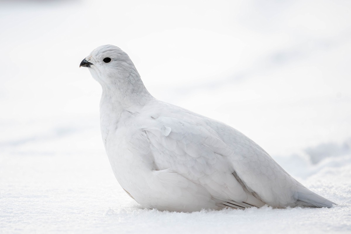 Willow Ptarmigan - ML628145241