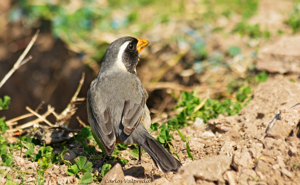 Golden-billed Saltator - ML628145242