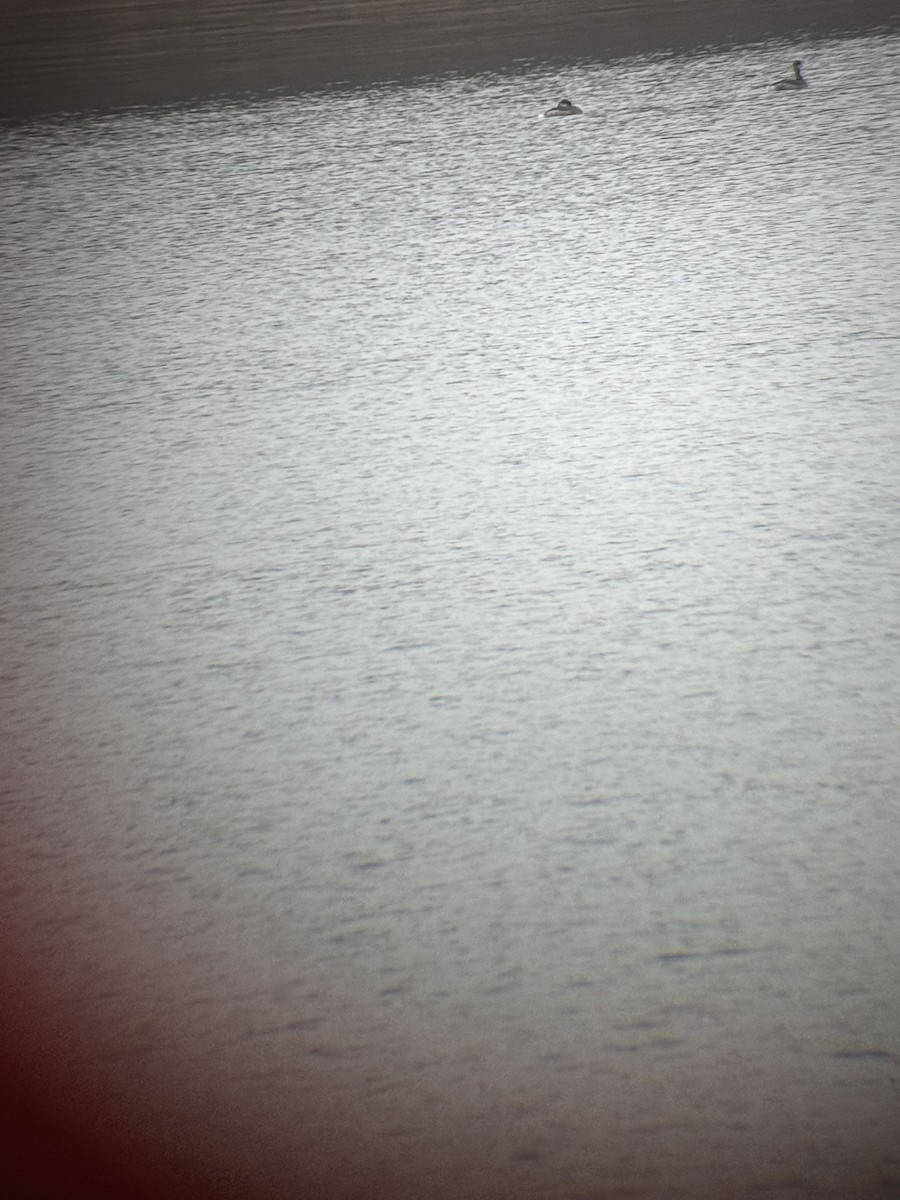 Red-necked Grebe - ML628145332