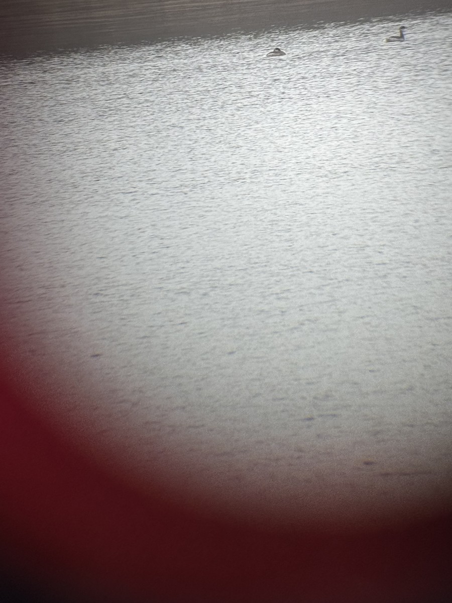 Red-necked Grebe - ML628145333