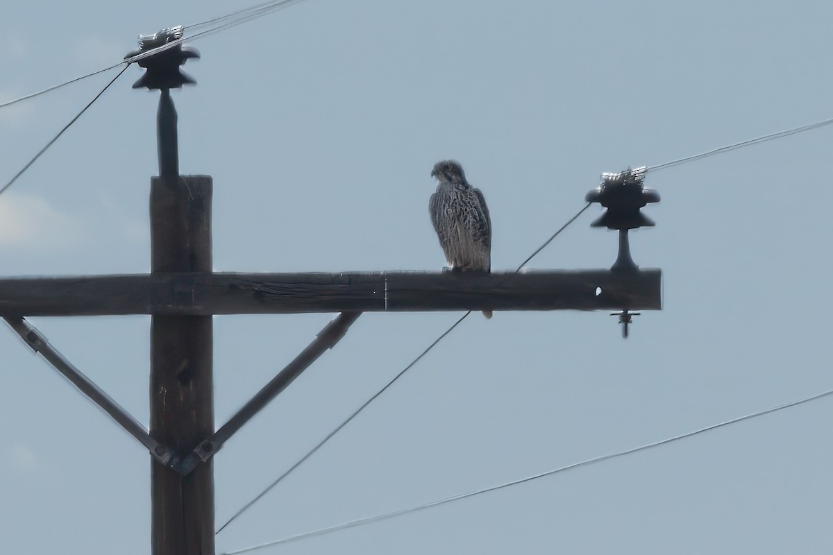 Prairie Falcon - ML628145354