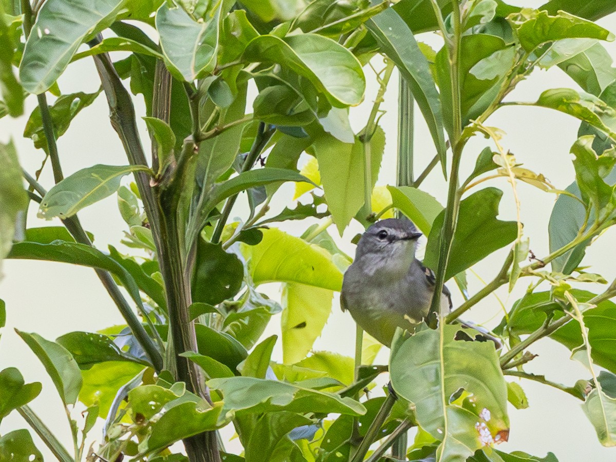 White-crested Tyrannulet (Sulphur-bellied) - ML628145371