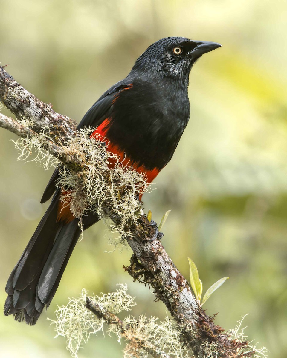 Red-bellied Grackle - ML628145449