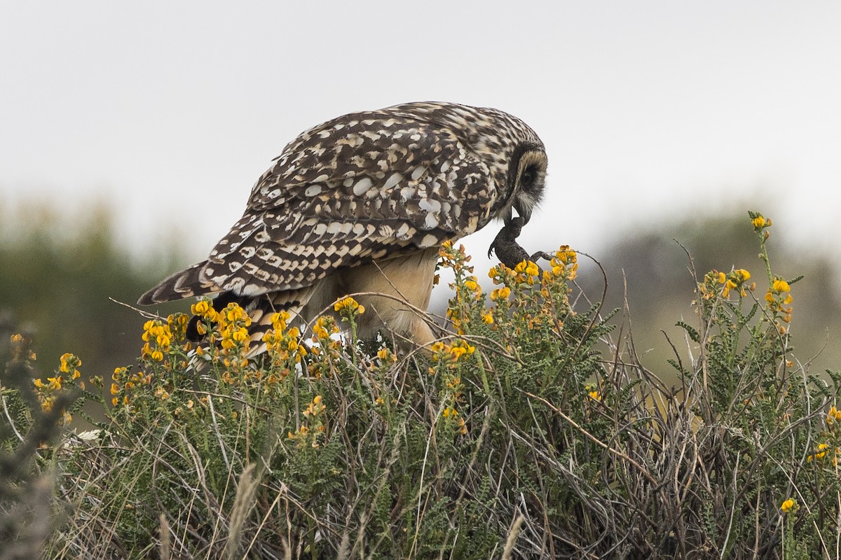 Short-eared Owl (South American) - ML628145531