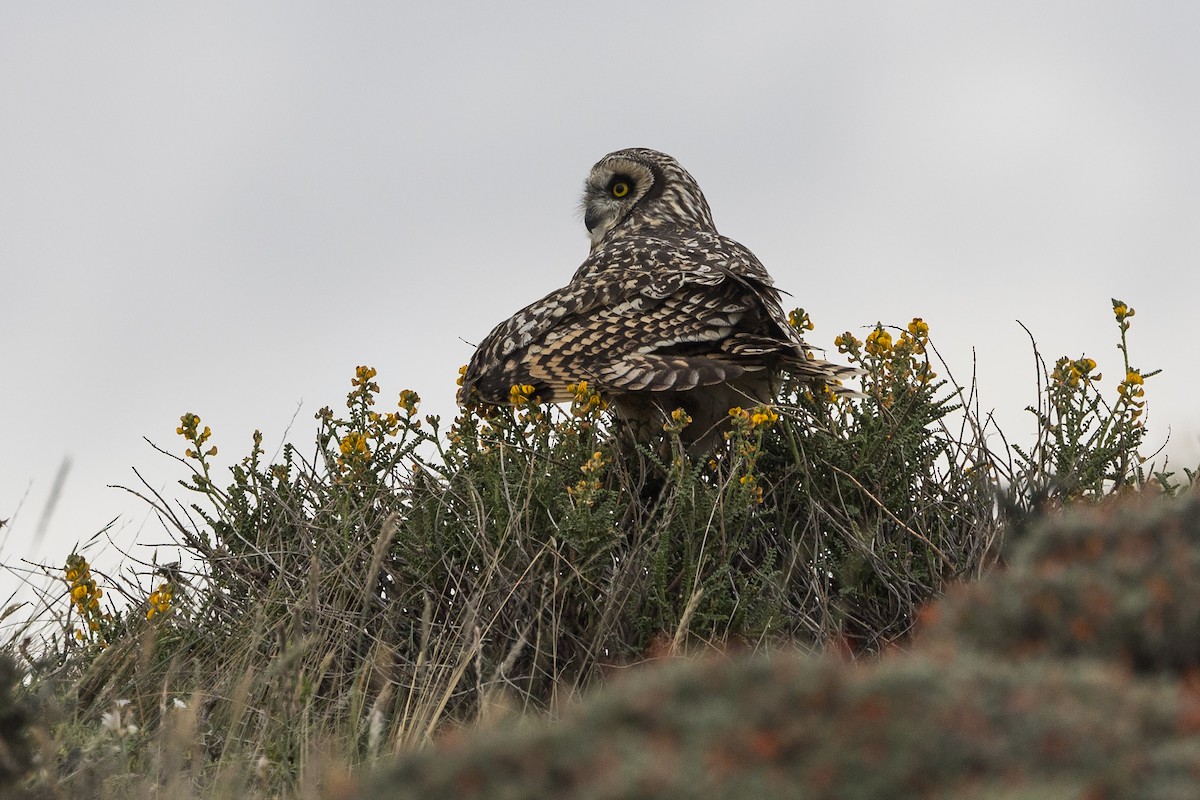 Short-eared Owl (South American) - ML628145532