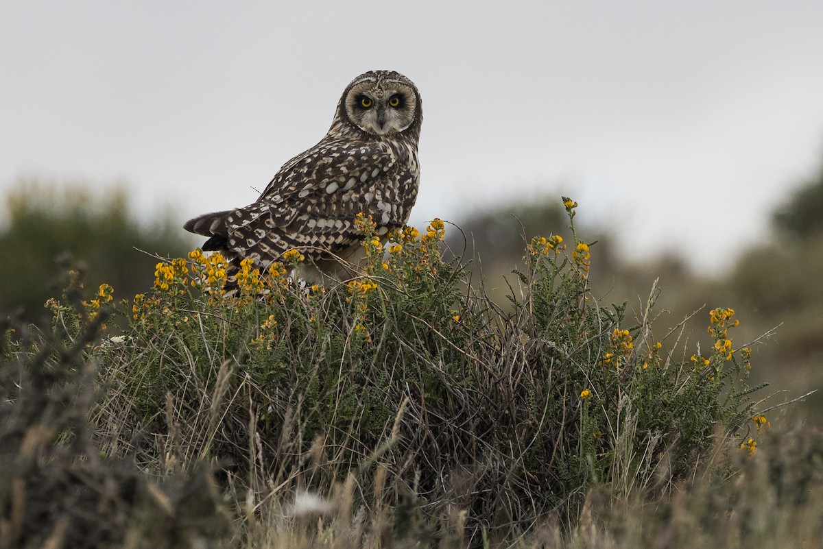 Short-eared Owl (South American) - ML628145533