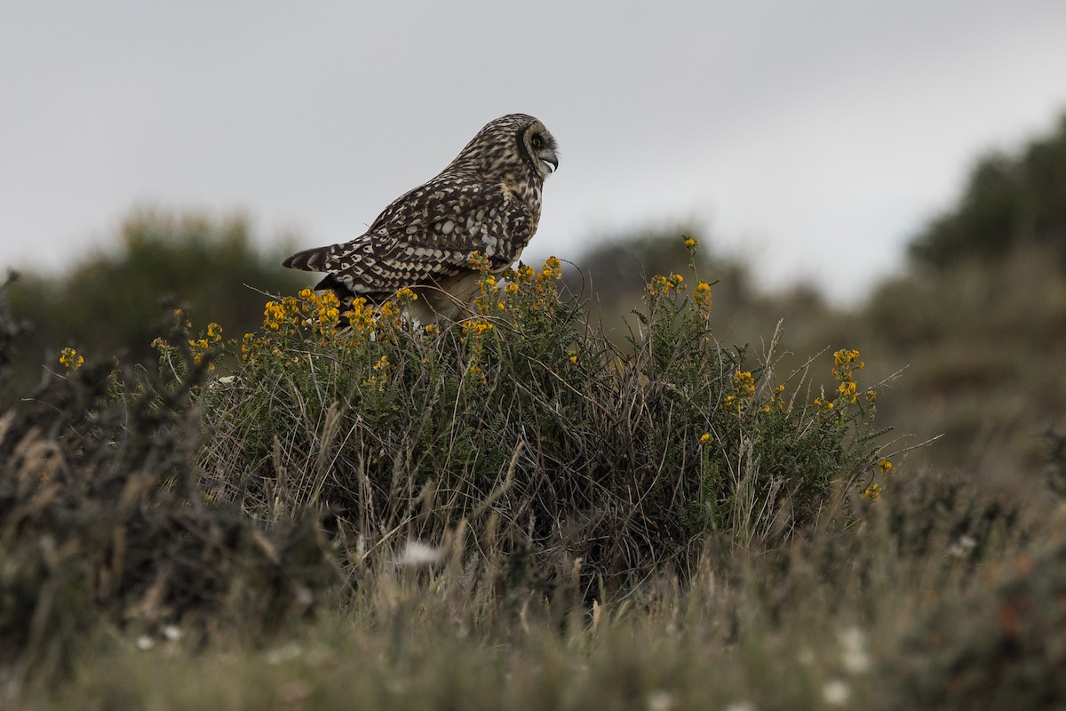Short-eared Owl (South American) - ML628145534