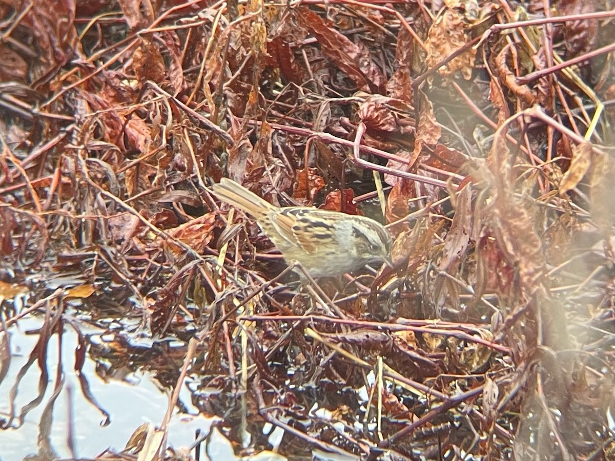 Swamp Sparrow - ML628145775