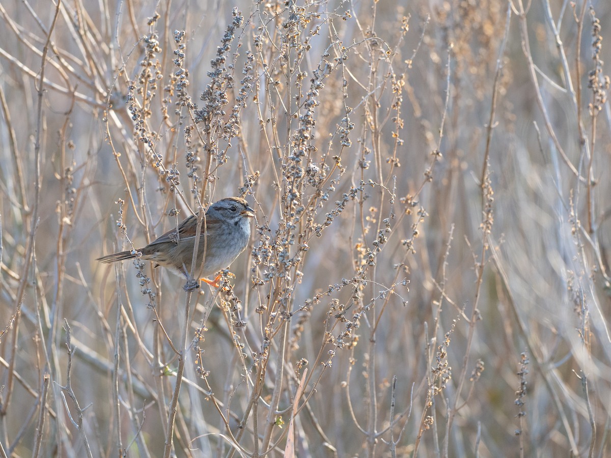 Swamp Sparrow - ML628145836