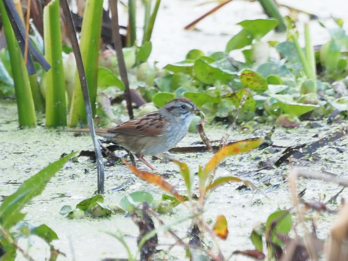 Swamp Sparrow - ML628145896