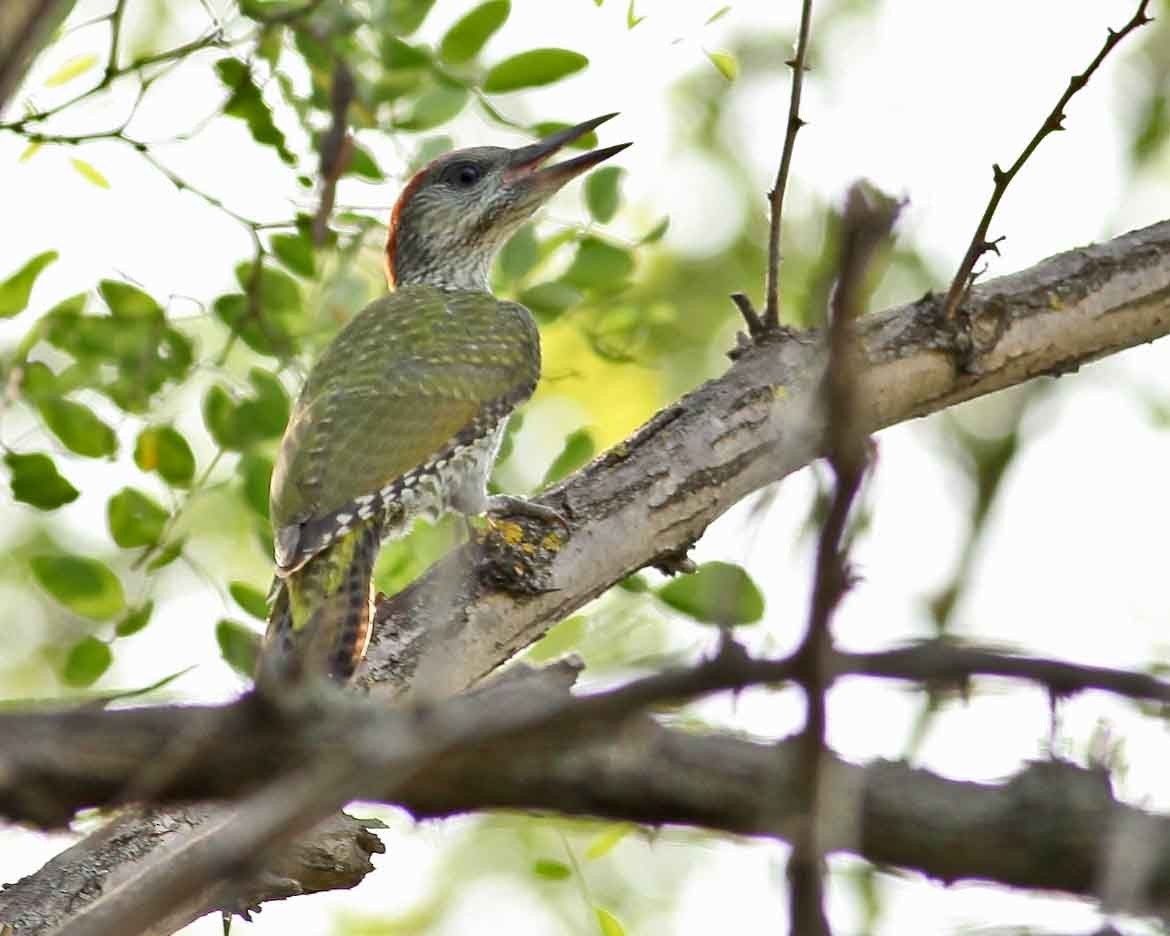Eurasian Green Woodpecker (Eurasian) - ML628145903