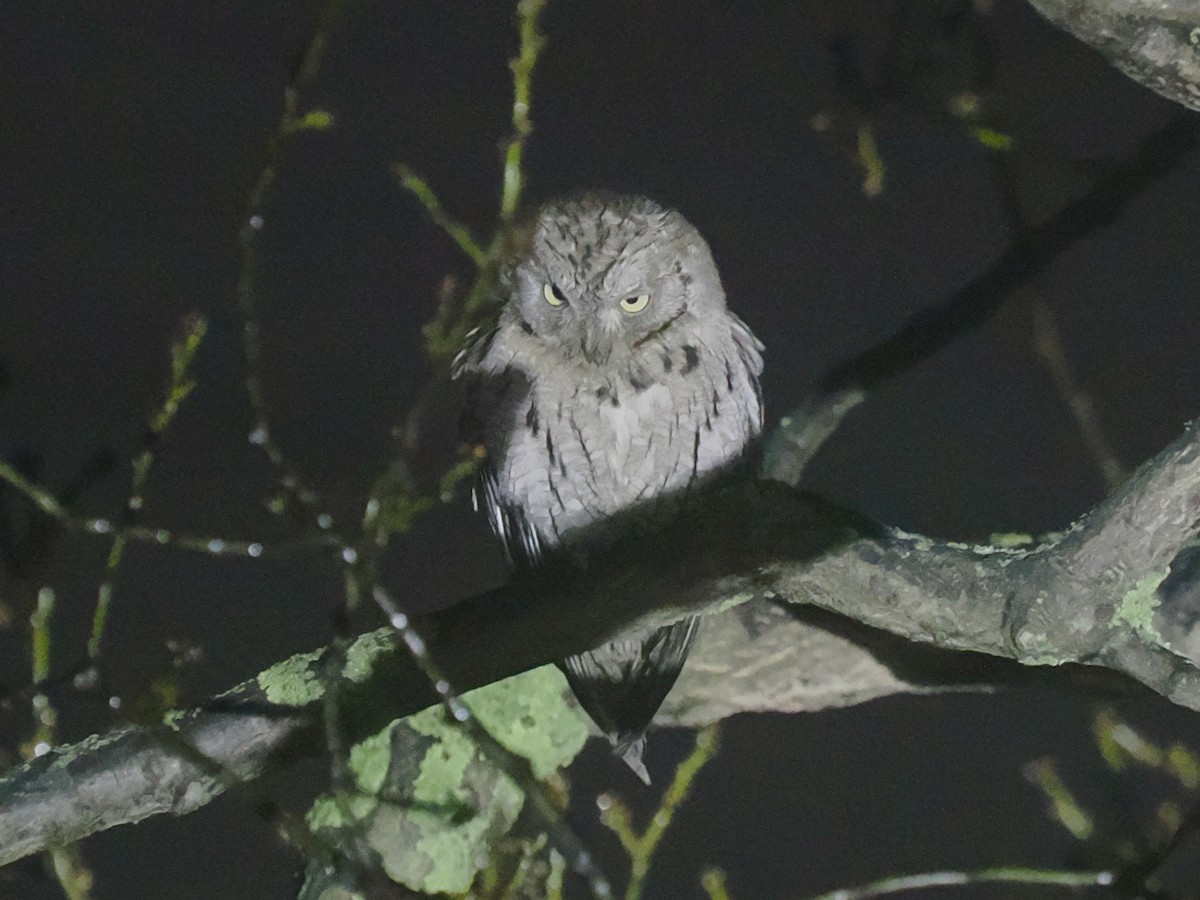 Eurasian Scops-Owl - ML628146109