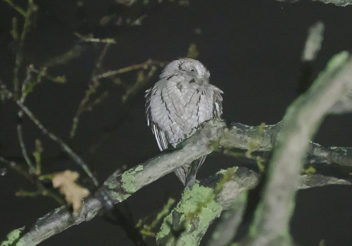 Eurasian Scops-Owl - ML628146110