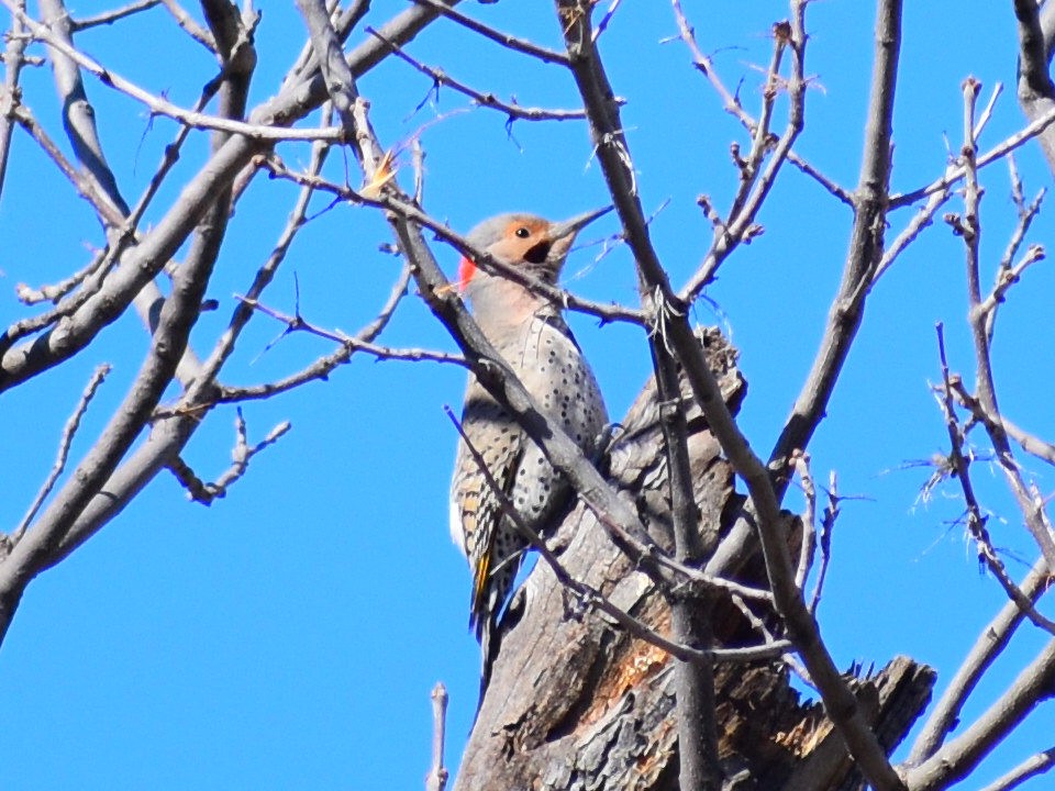 Northern Flicker (Yellow-shafted) - ML628146191