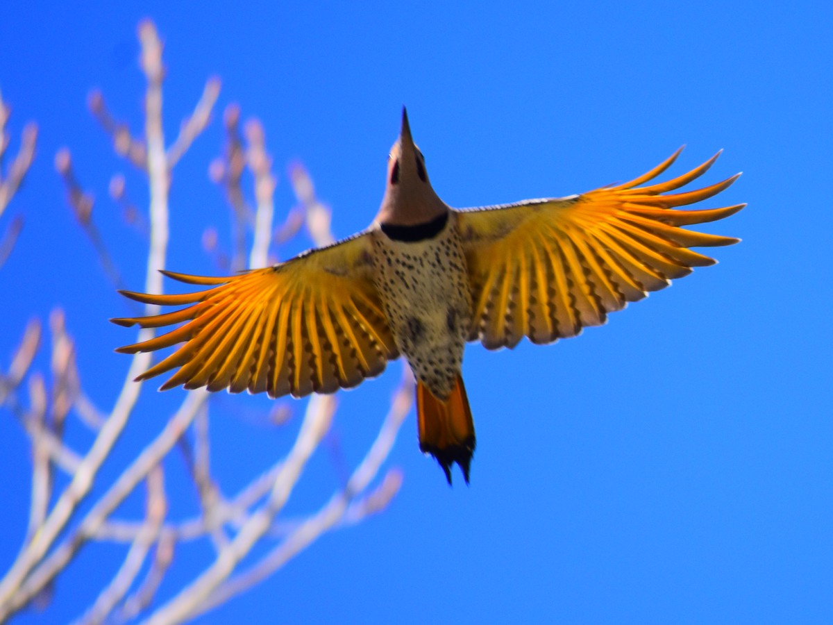 Northern Flicker (Yellow-shafted) - ML628146193