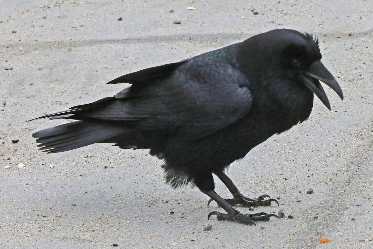 Common Raven - ML628146231