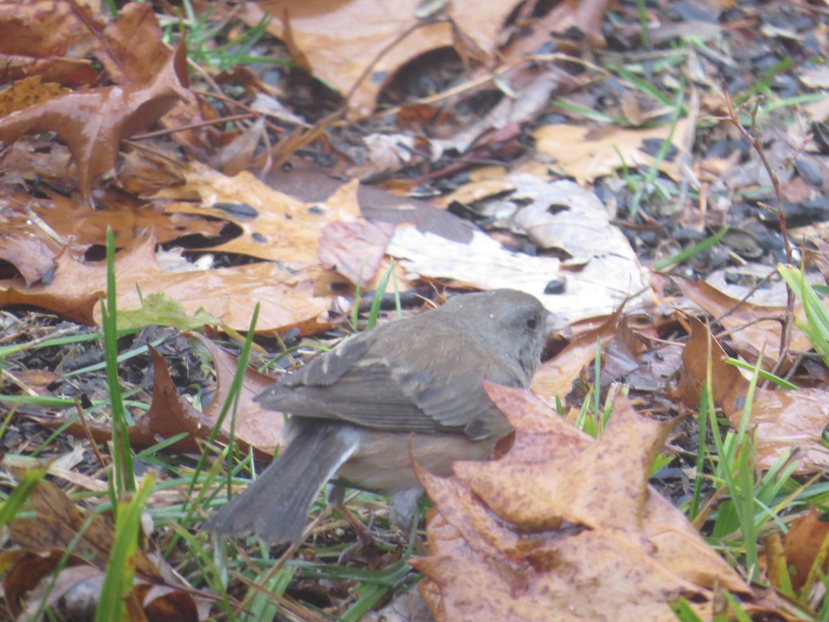 Dark-eyed Junco (cismontanus) - ML628146234