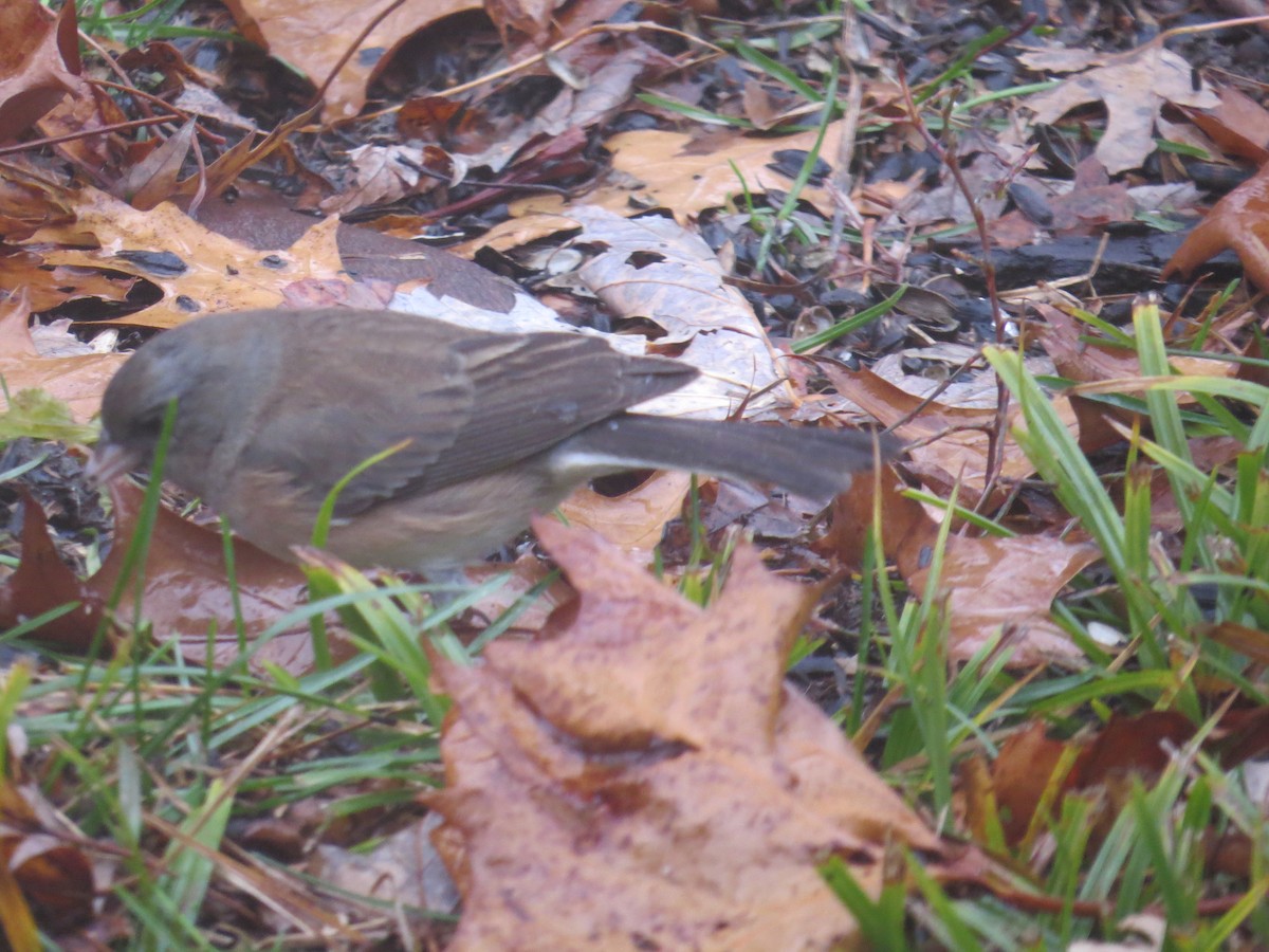 Dark-eyed Junco (cismontanus) - ML628146235