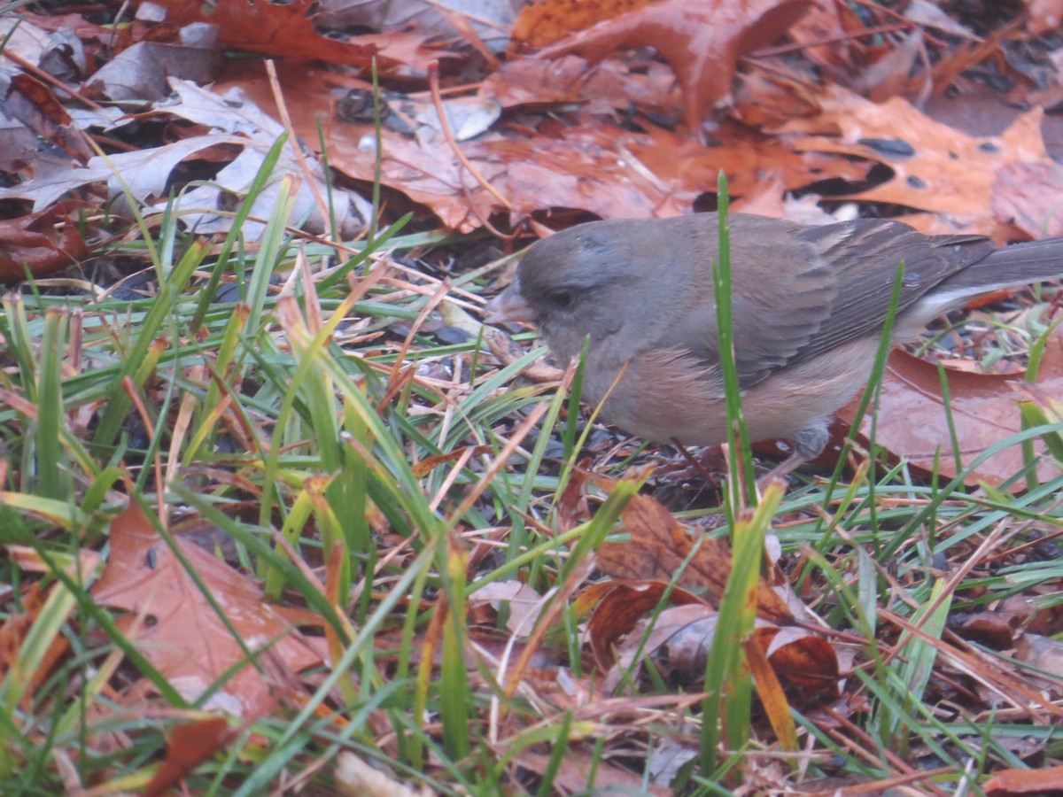 Dark-eyed Junco (cismontanus) - ML628146236