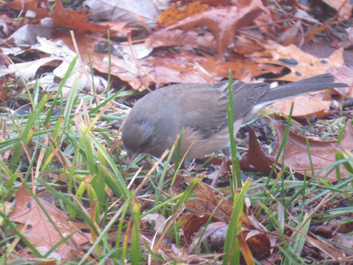 Dark-eyed Junco (cismontanus) - ML628146237