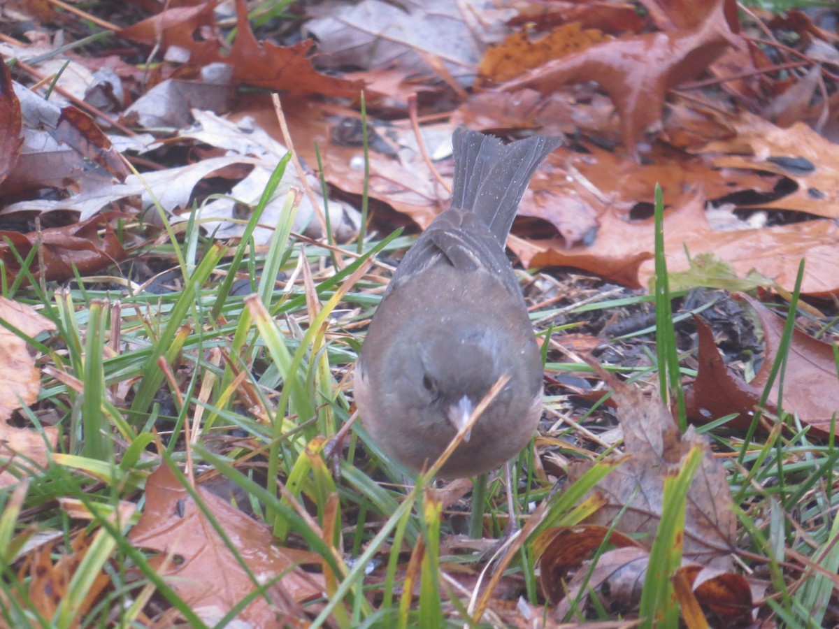 Dark-eyed Junco (cismontanus) - ML628146238
