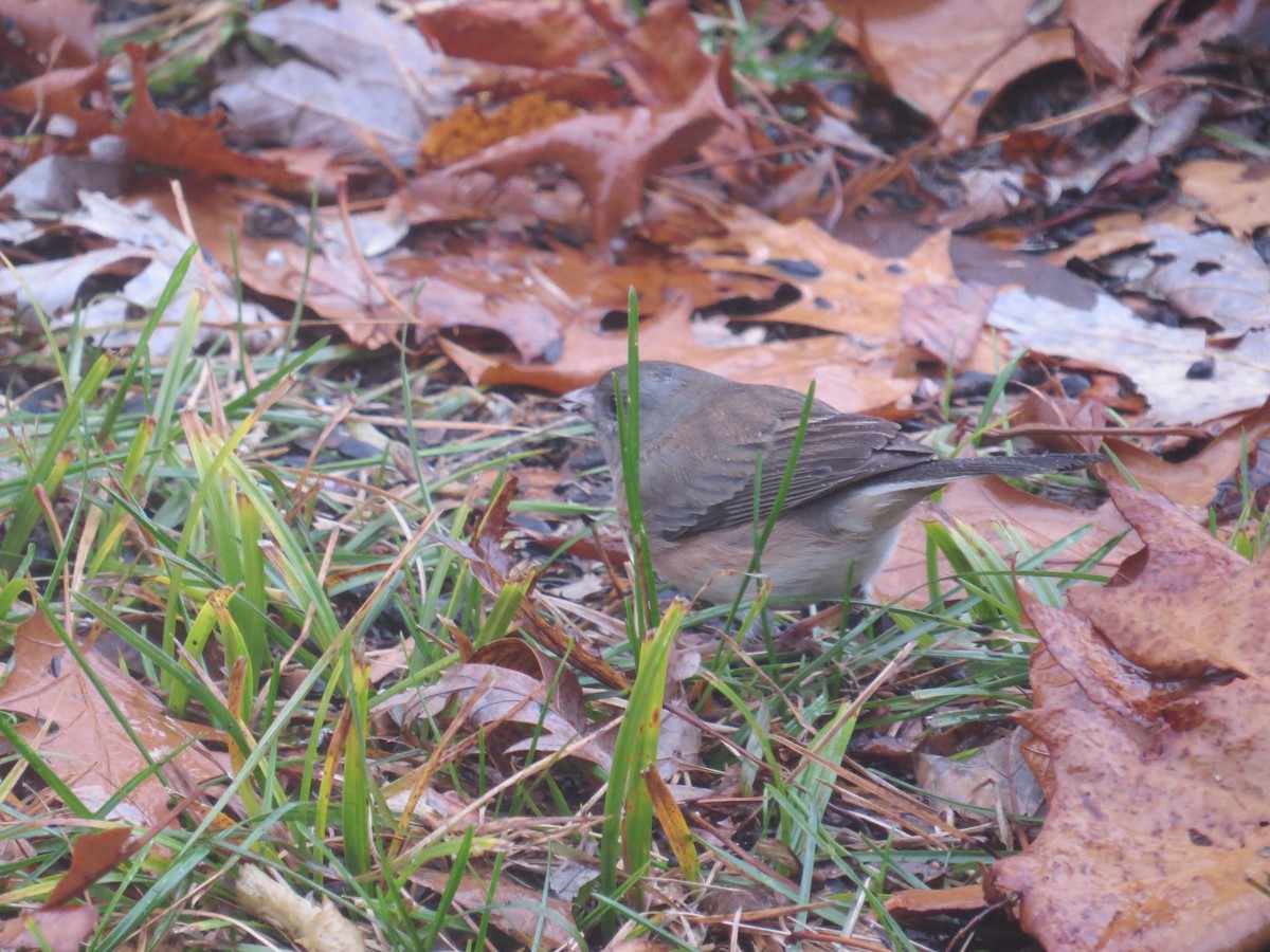 Dark-eyed Junco (cismontanus) - ML628146239