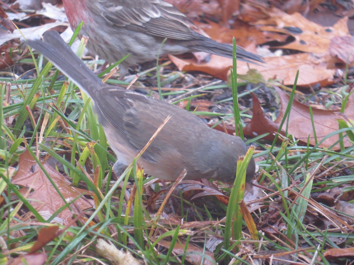Dark-eyed Junco (cismontanus) - ML628146240