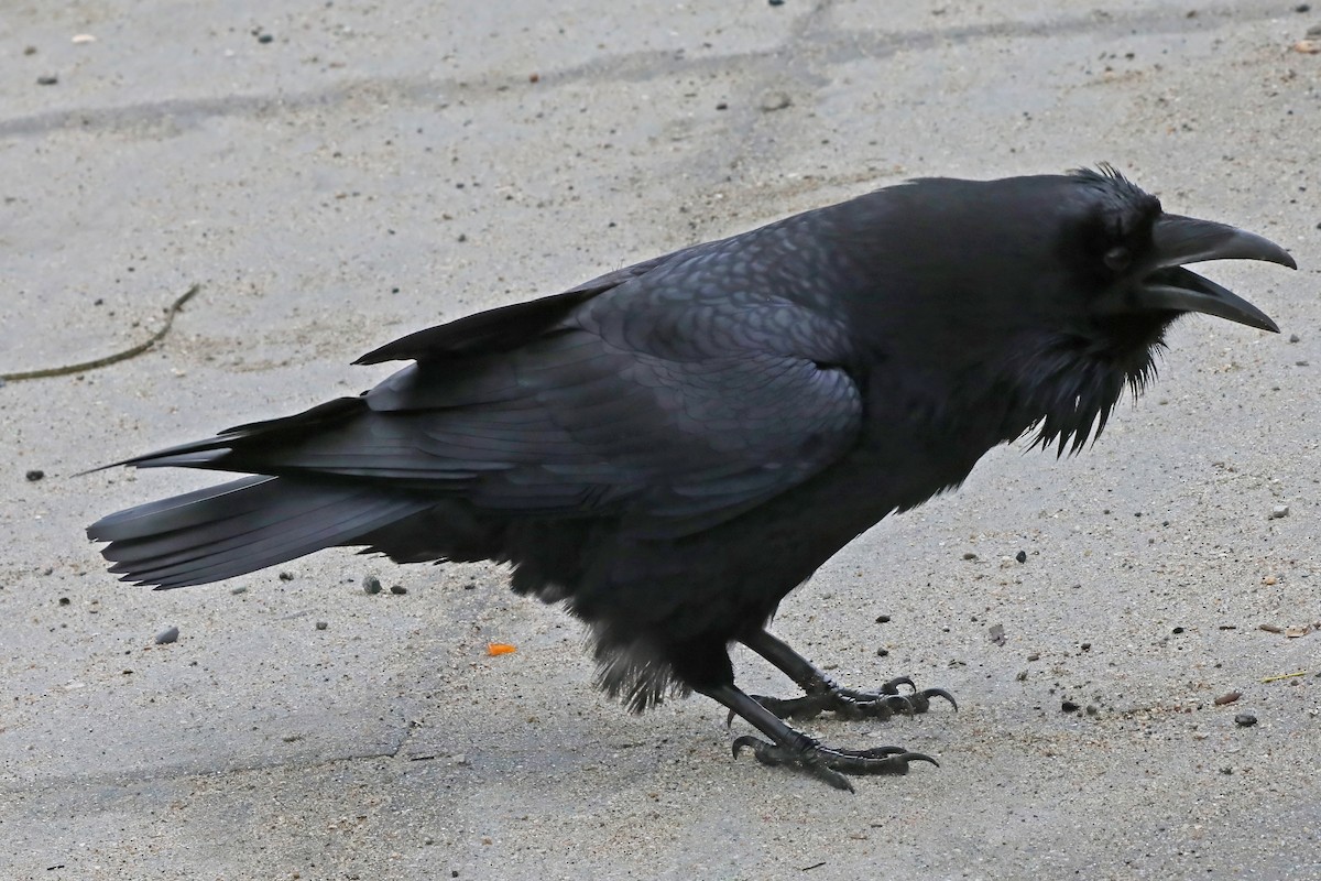 Common Raven - ML628146246