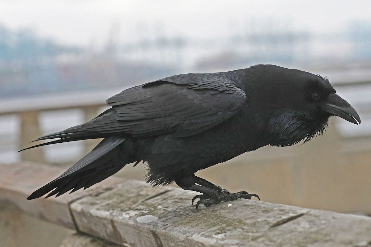 Common Raven - ML628146253