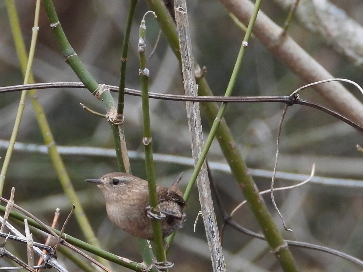Winter Wren - ML628146259