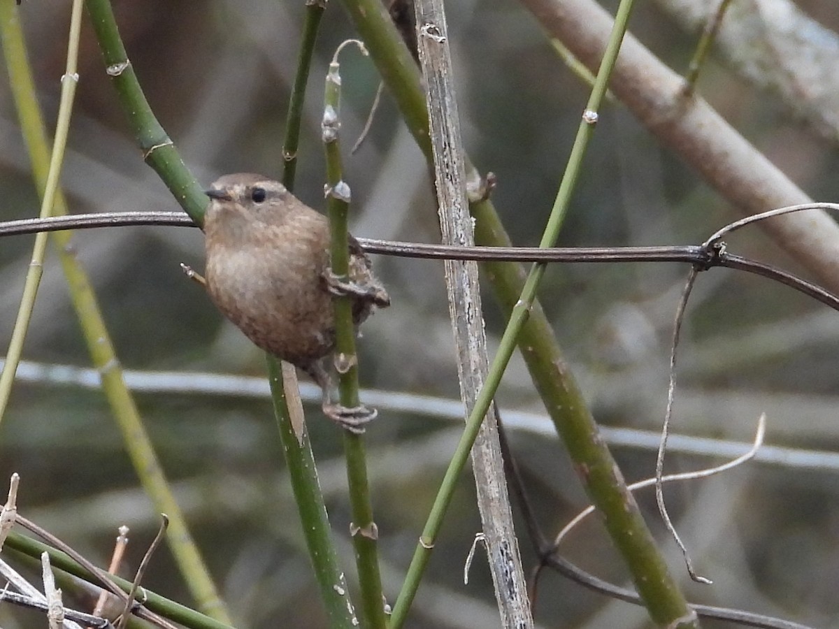Winter Wren - ML628146263
