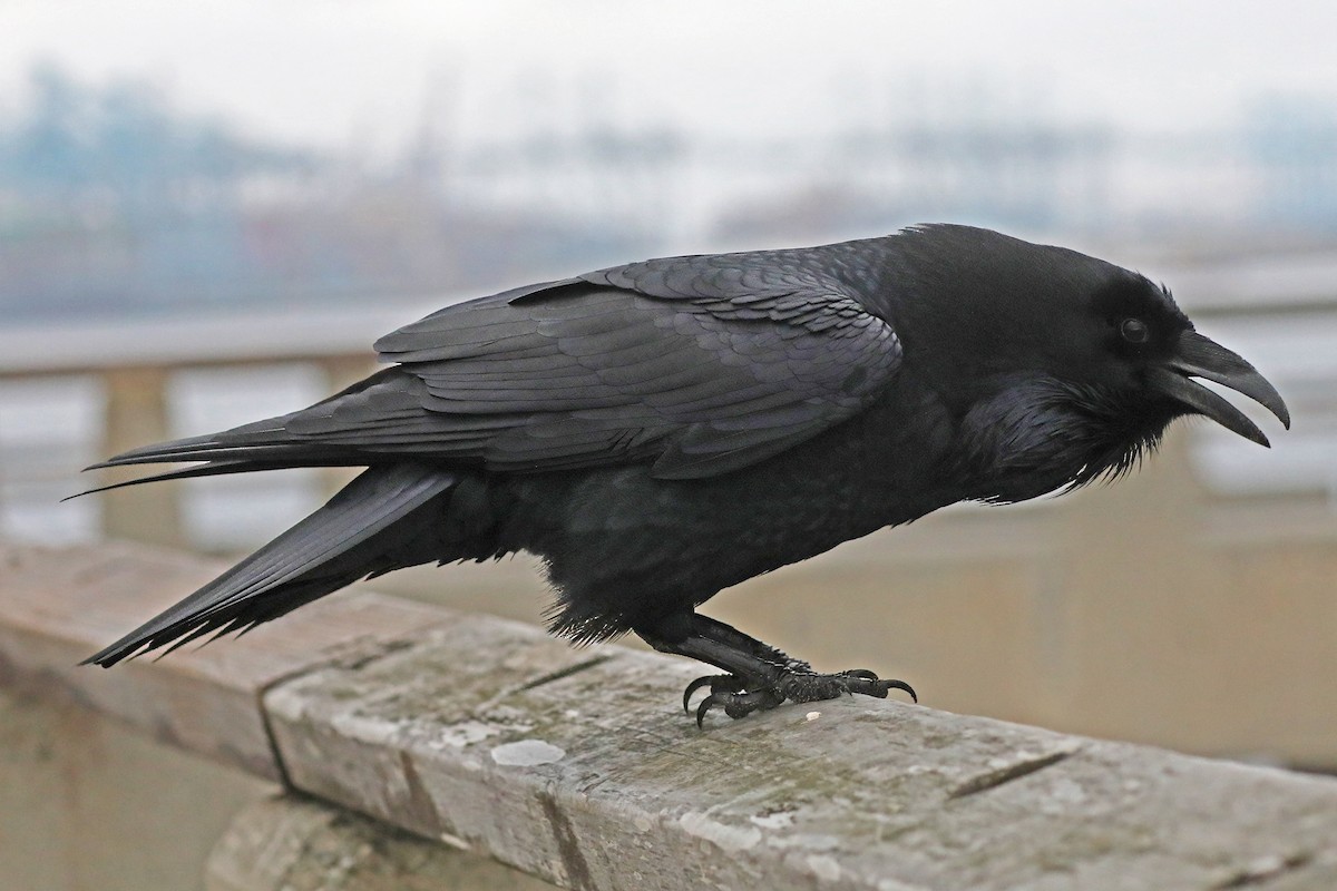 Common Raven - ML628146272